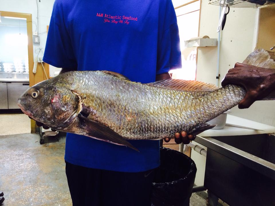 Fish By The Pound — Man Holding an 18 Pound Grouper in Cocoa, FL