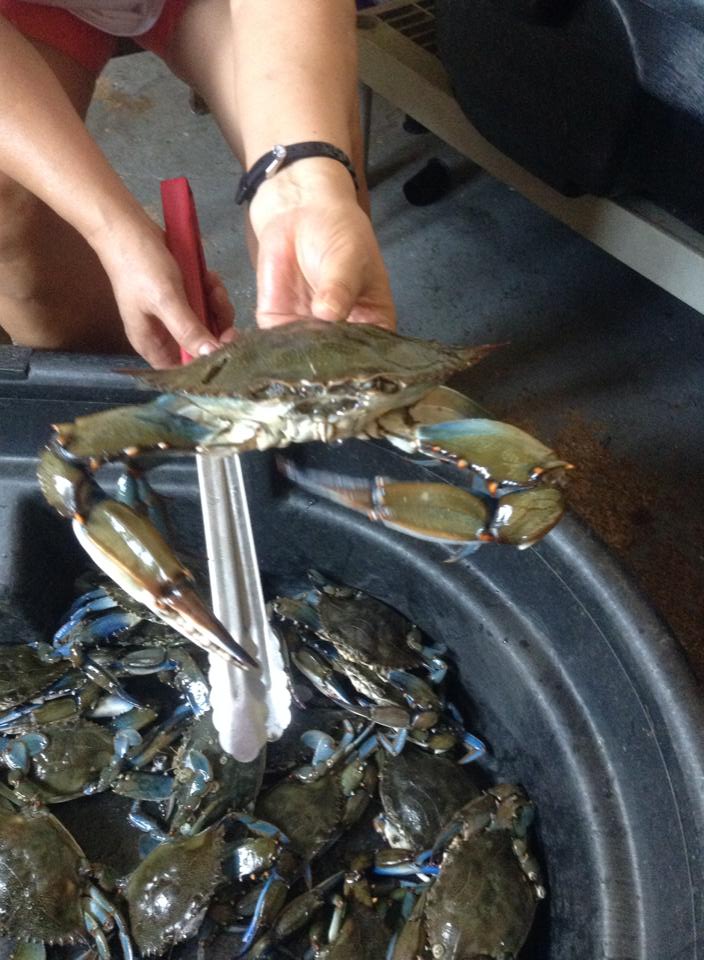 Live Crab — Hand Holding A Live Crab in Cocoa, FL
