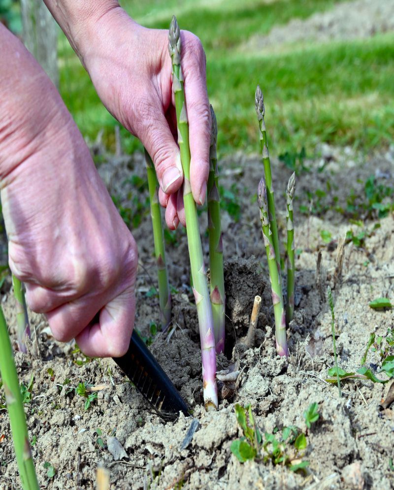 man werkt op het land en steekt asperges