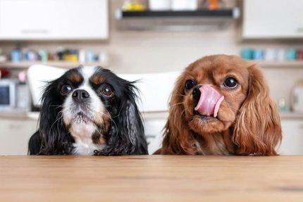 Two Cute Dogs Ready to Eat — Overland Park, KS — Grand Paws Pet Sitting Service Inc