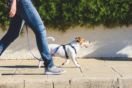 Pet Sitter Strolling with a Dog — Overland Park, KS — Grand Paws Pet Sitting Service Inc