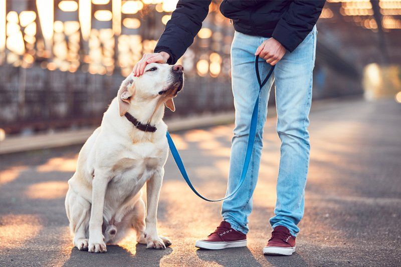 Man Holding Dog's Head — Overland Park, KS — Grand Paws Pet Sitting Service Inc