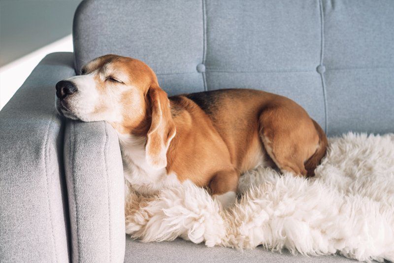 Dog Sleeping Comfortably — Overland Park, KS — Grand Paws Pet Sitting Service Inc