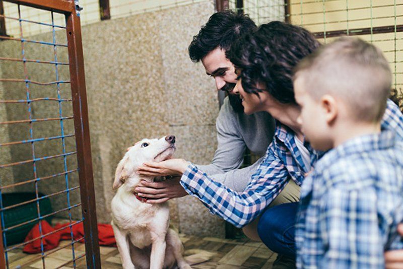 Pet Sitter Company Overland Park, KS Grand Paws Pet Sitting Service Inc