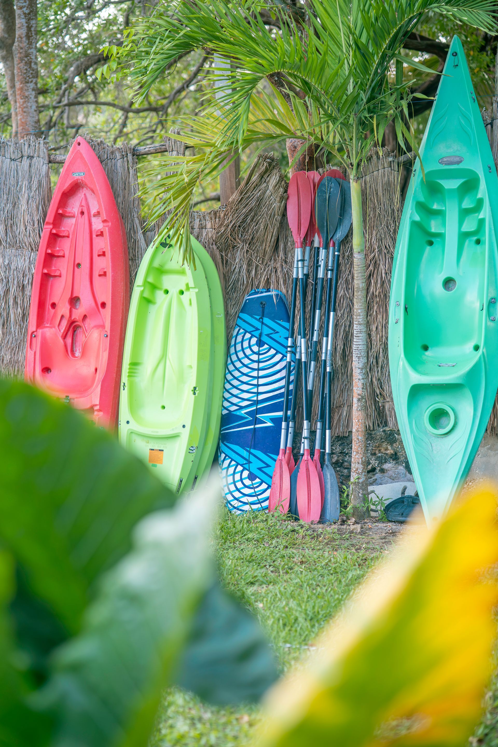 Dos kayaks, una tabla de remo azul y dos remos apoyados contra una valla de madera, enmarcados por hojas tropicales borrosas.