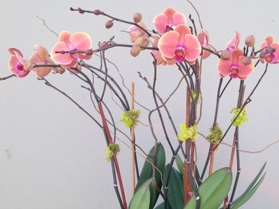 A bunch of pink orchids with green leaves