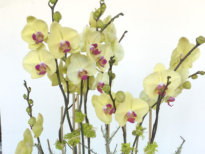 A bunch of yellow orchids with pink centers