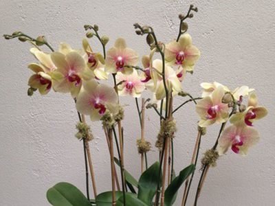 A bunch of yellow flowers with pink centers