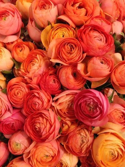 A bunch of pink and orange roses are sitting on a table.