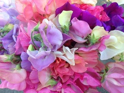 A close up of a bunch of pink and purple flowers