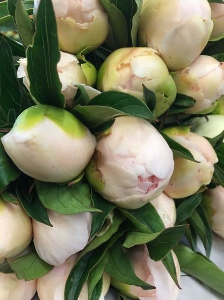 A bunch of white flowers with green leaves on them