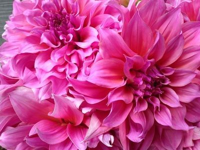 A close up of a bunch of pink flowers
