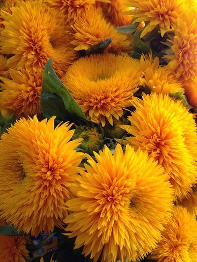 A close up of a bunch of yellow flowers with green leaves.