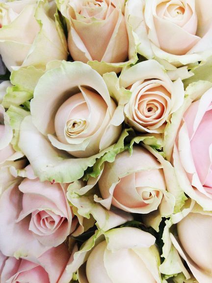 A bunch of pink and white roses with green leaves