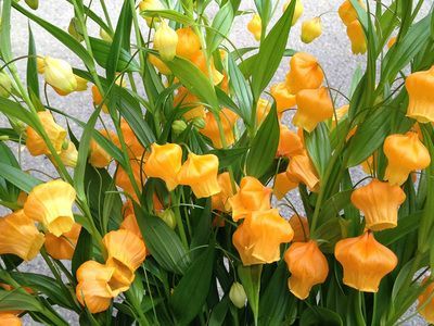 A bunch of yellow flowers with green leaves on a plant