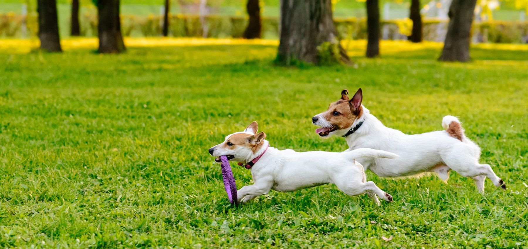 dogs playing in the dog park