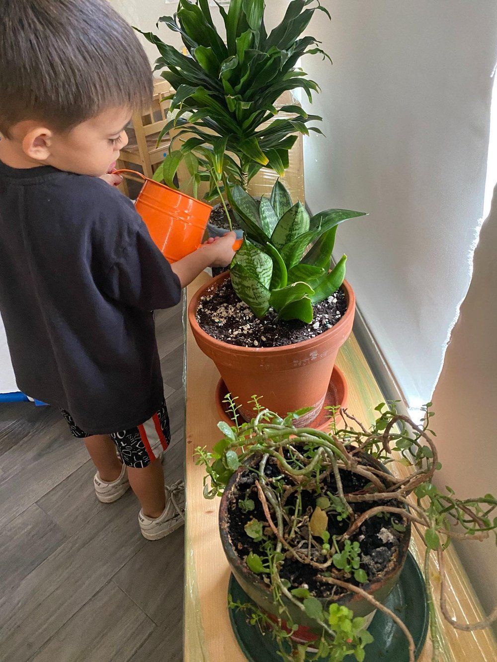 A young boy is watering potted plants with a watering can.