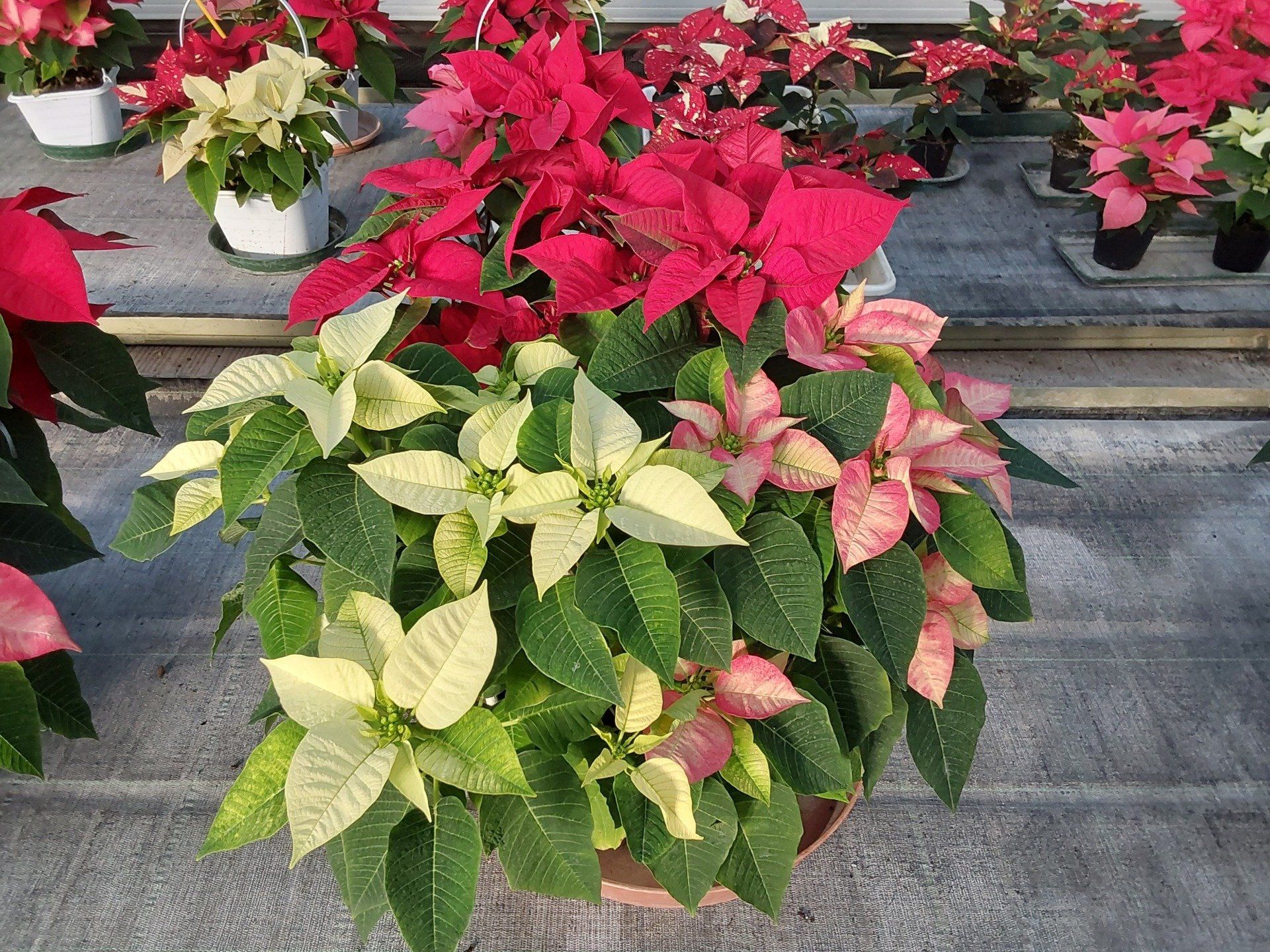 Vendita di fiori a Modena - Stelle di natale