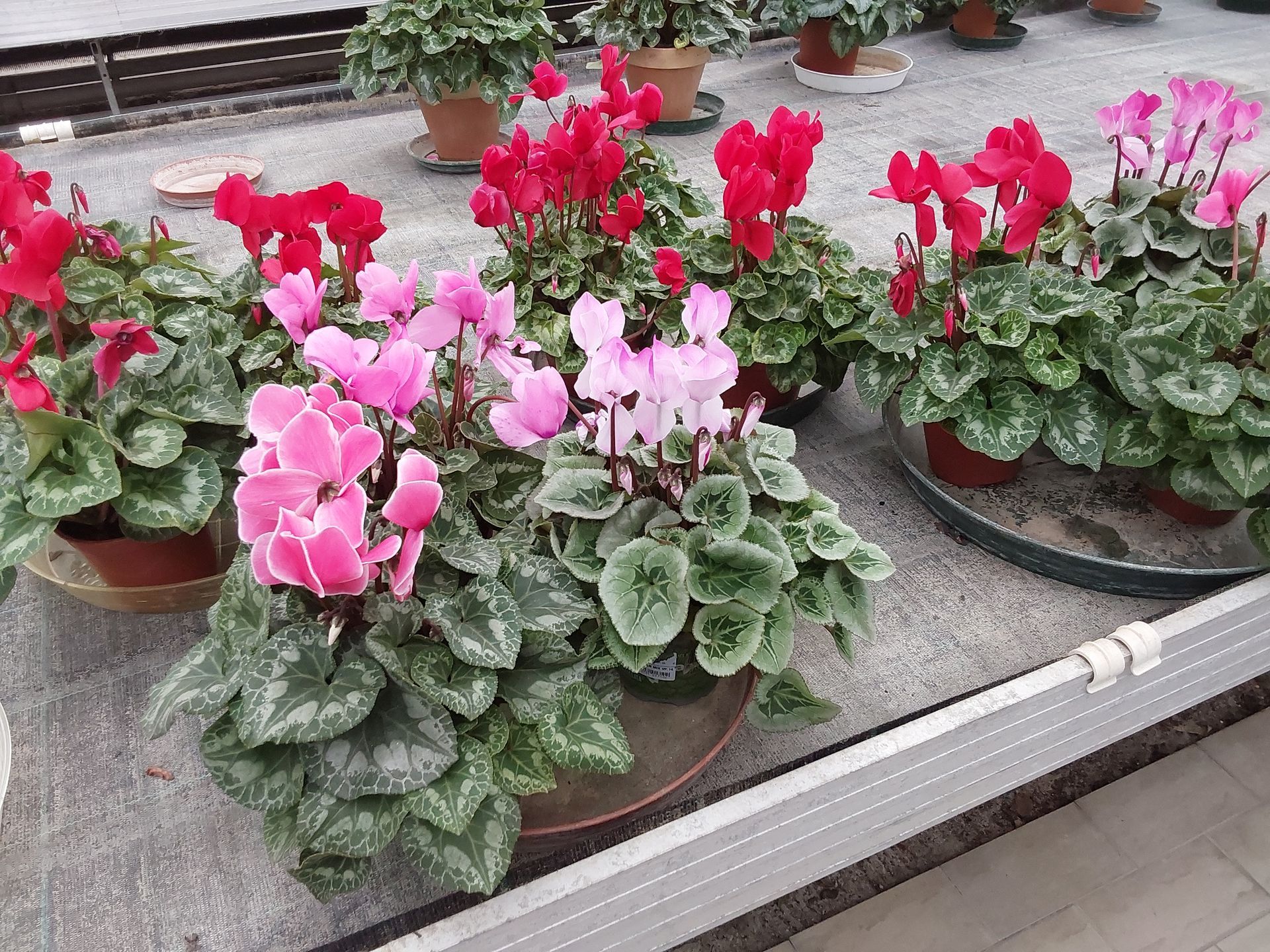 Vendita di fiori a Modena - ciclamini