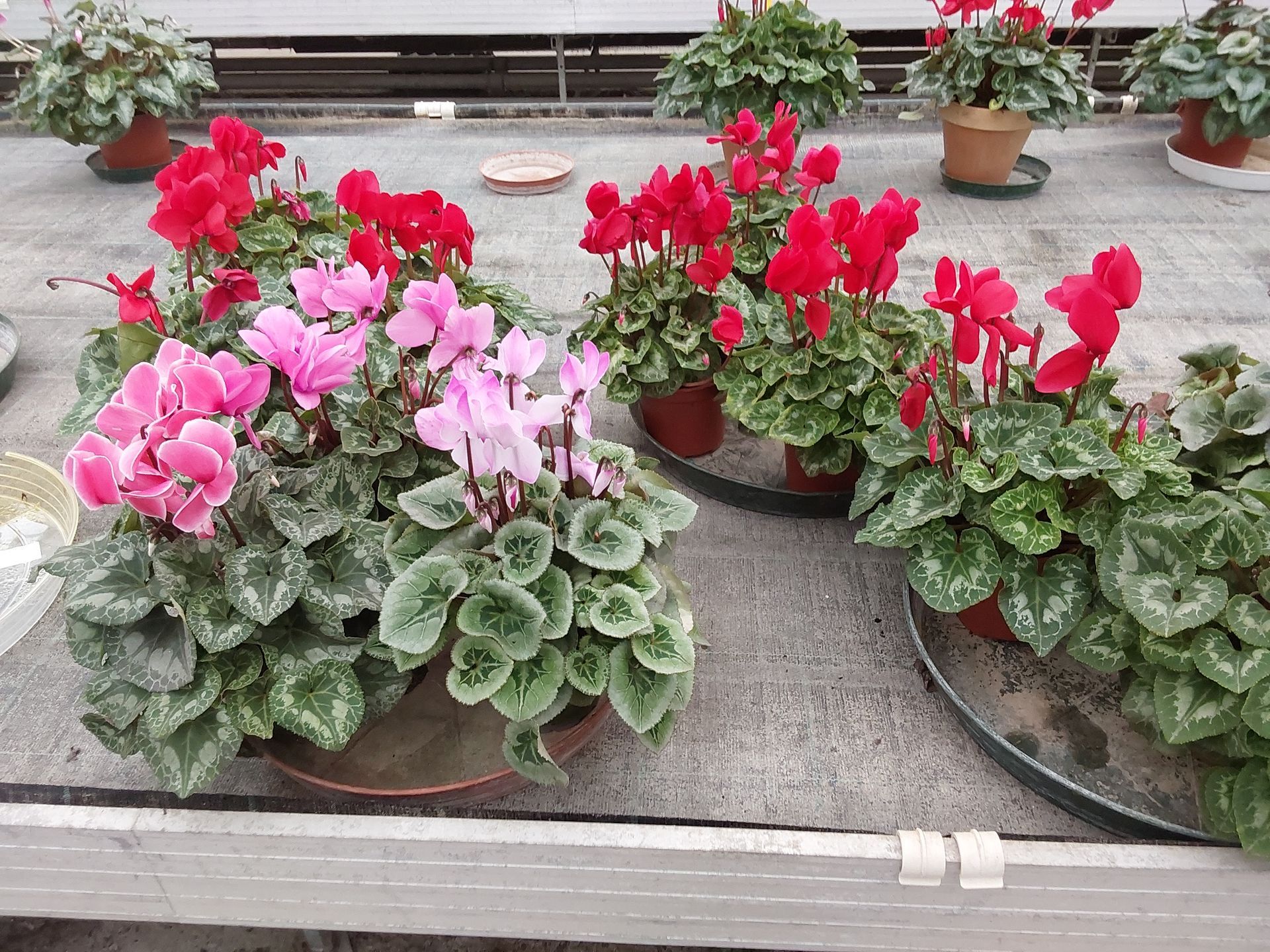 Vendita di fiori a Modena - ciclamini