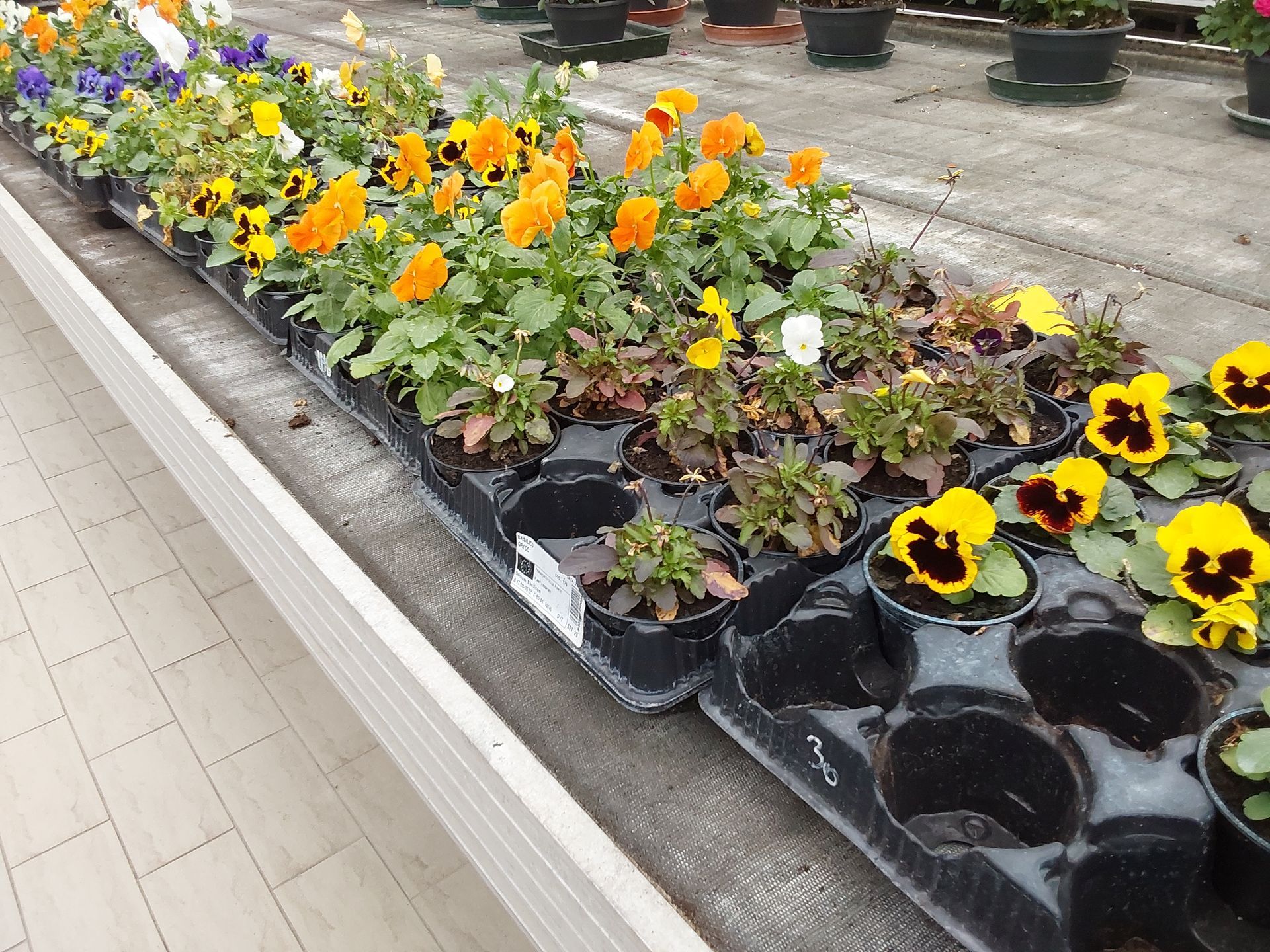 Vendita di fiori a Modena - ciclamini