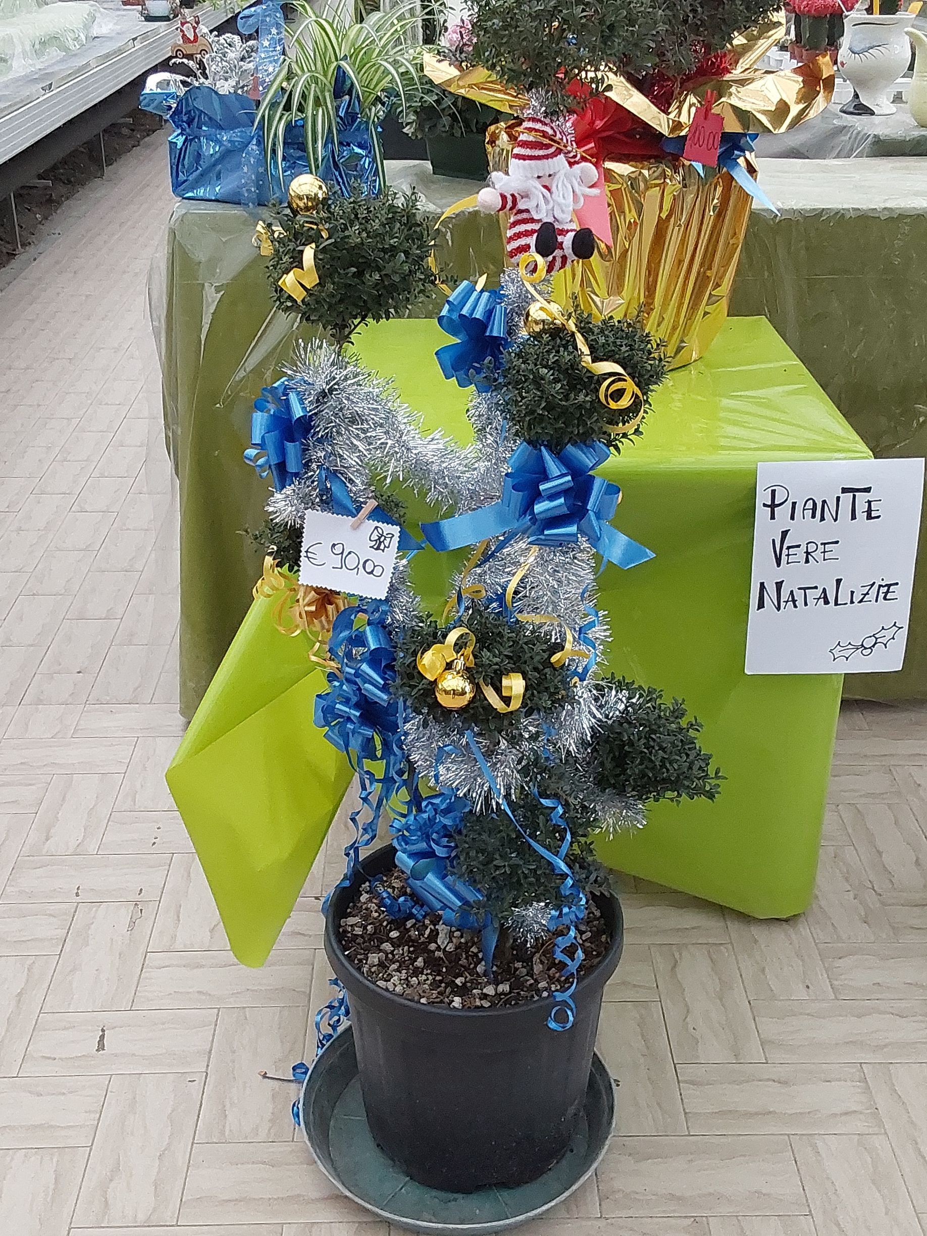 Vendita di fiori a Modena - ciclamini
