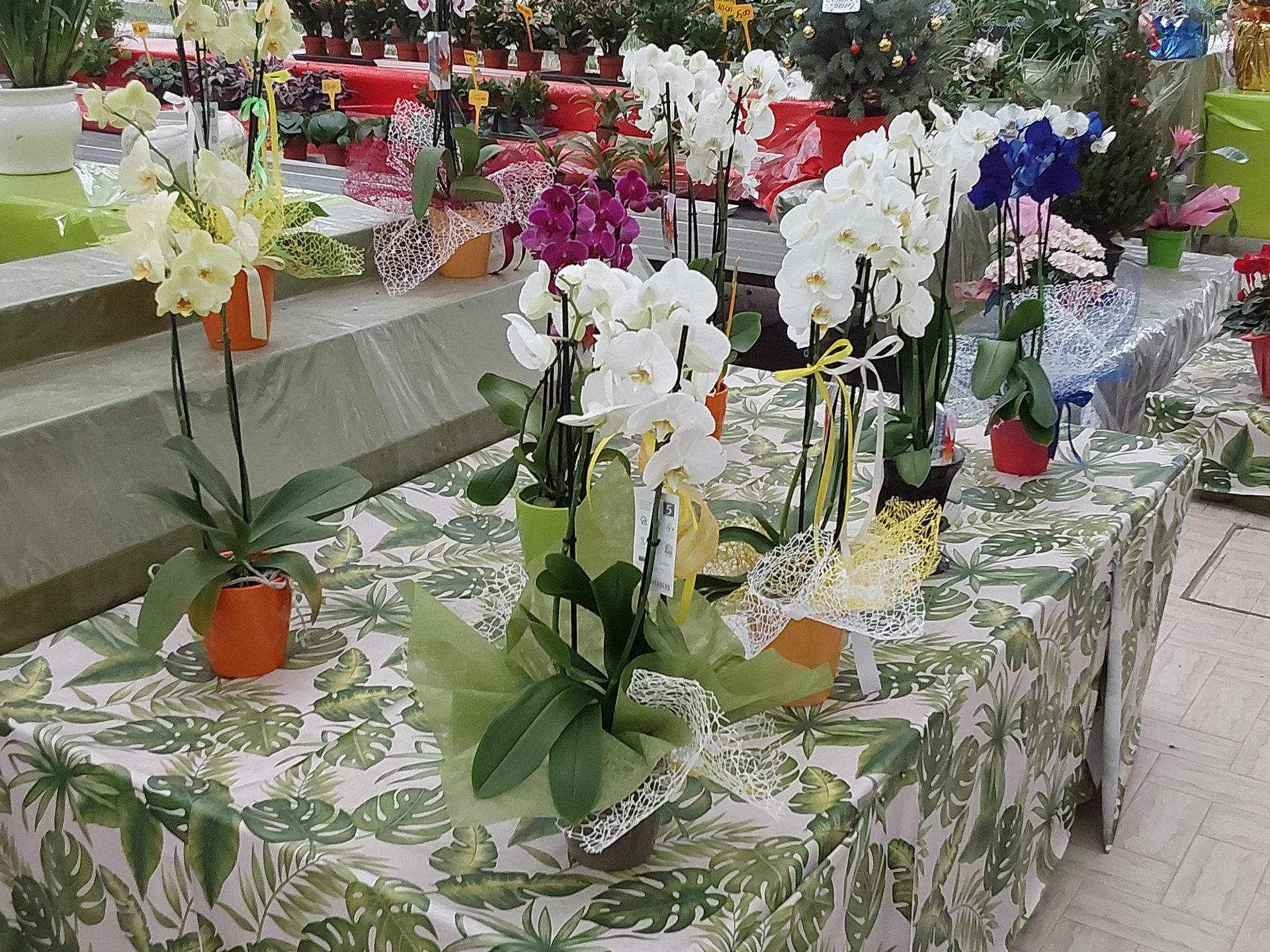 Vendita di fiori a Modena - orchidee