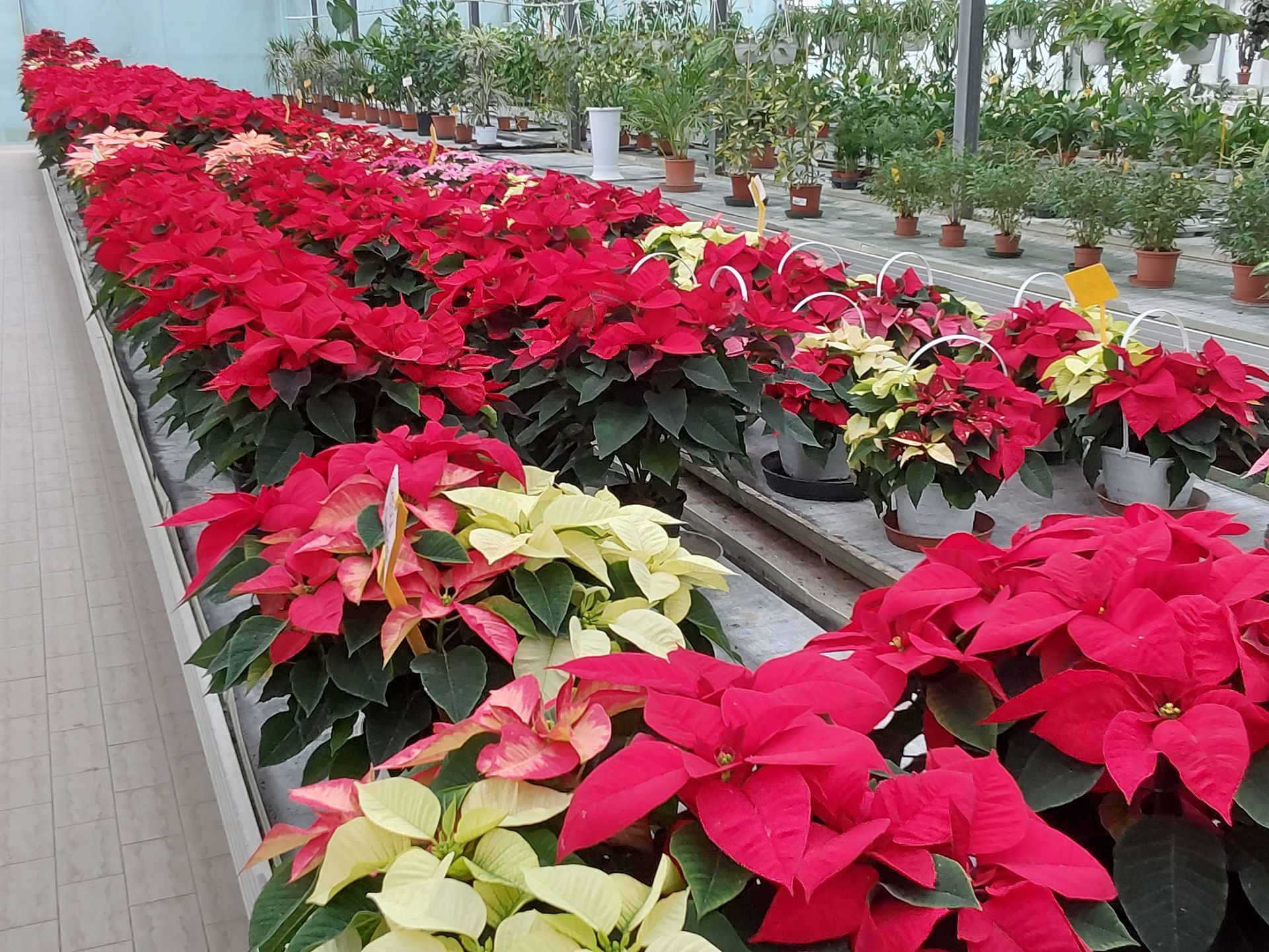 Vendita di fiori a Modena - Stelle di natale