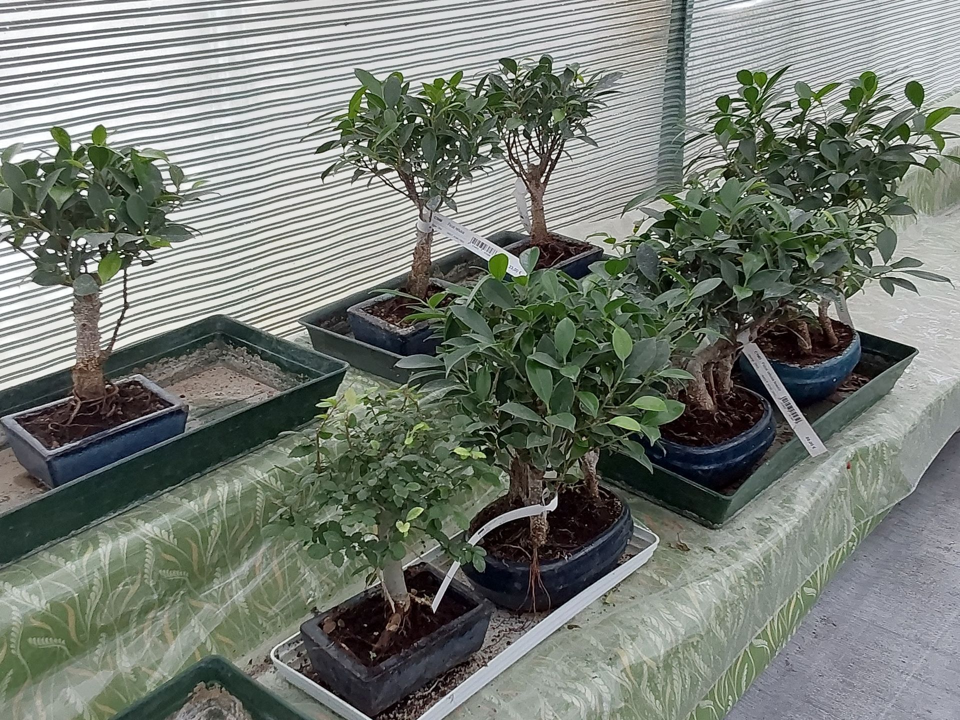 Vendita di fiori a Modena - bonsai