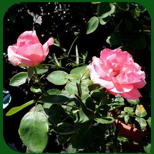 Vendita di fiori a Modena - rose