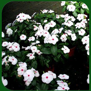 Vendita di fiori a Modena