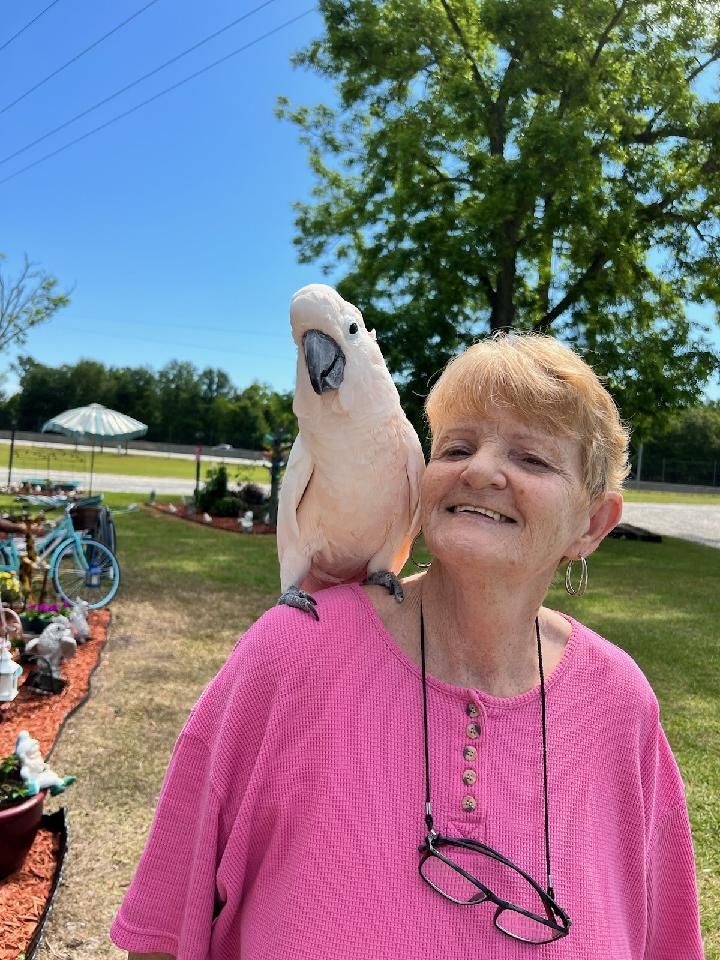 A woman in a pink shirt is holding a white parrot on her shoulder.