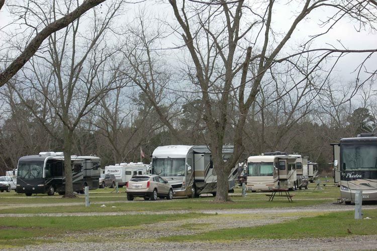 A row of rvs are parked in a grassy area.