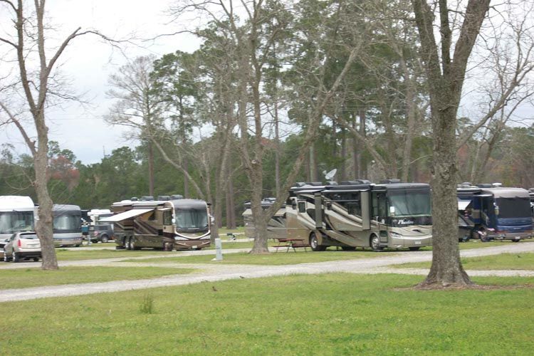 A row of rvs are parked in a grassy area