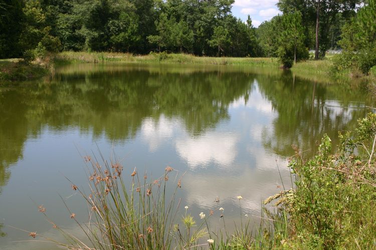 A large body of water surrounded by trees and grass.