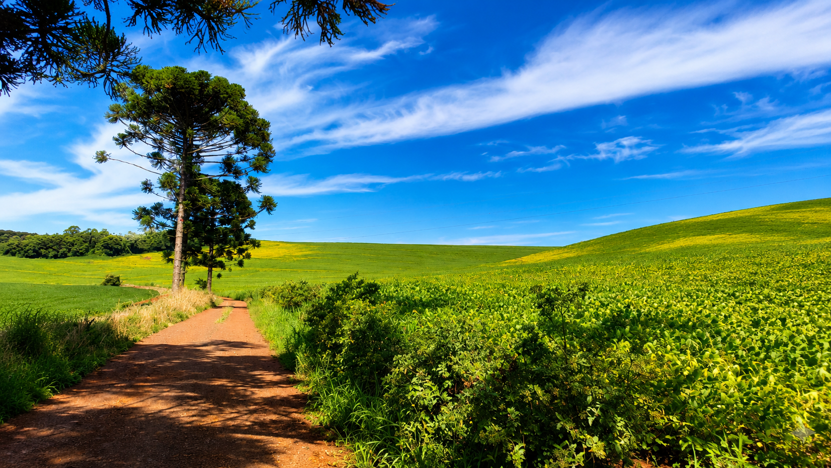 Caminho de terra ao lado de um campo florido de amarelo sob um céu azul com nuvens esparsas e uma árvore solitária.