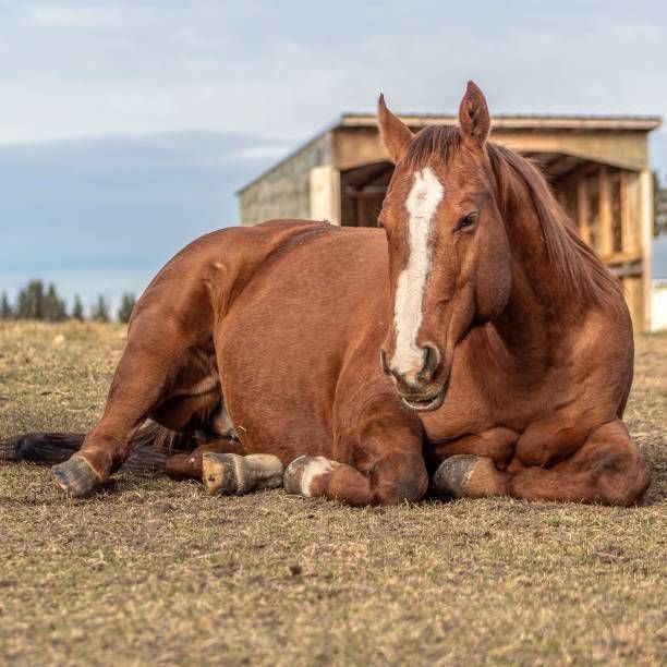 Brown horse resting on the ground; white blaze on face; shed in the background.
