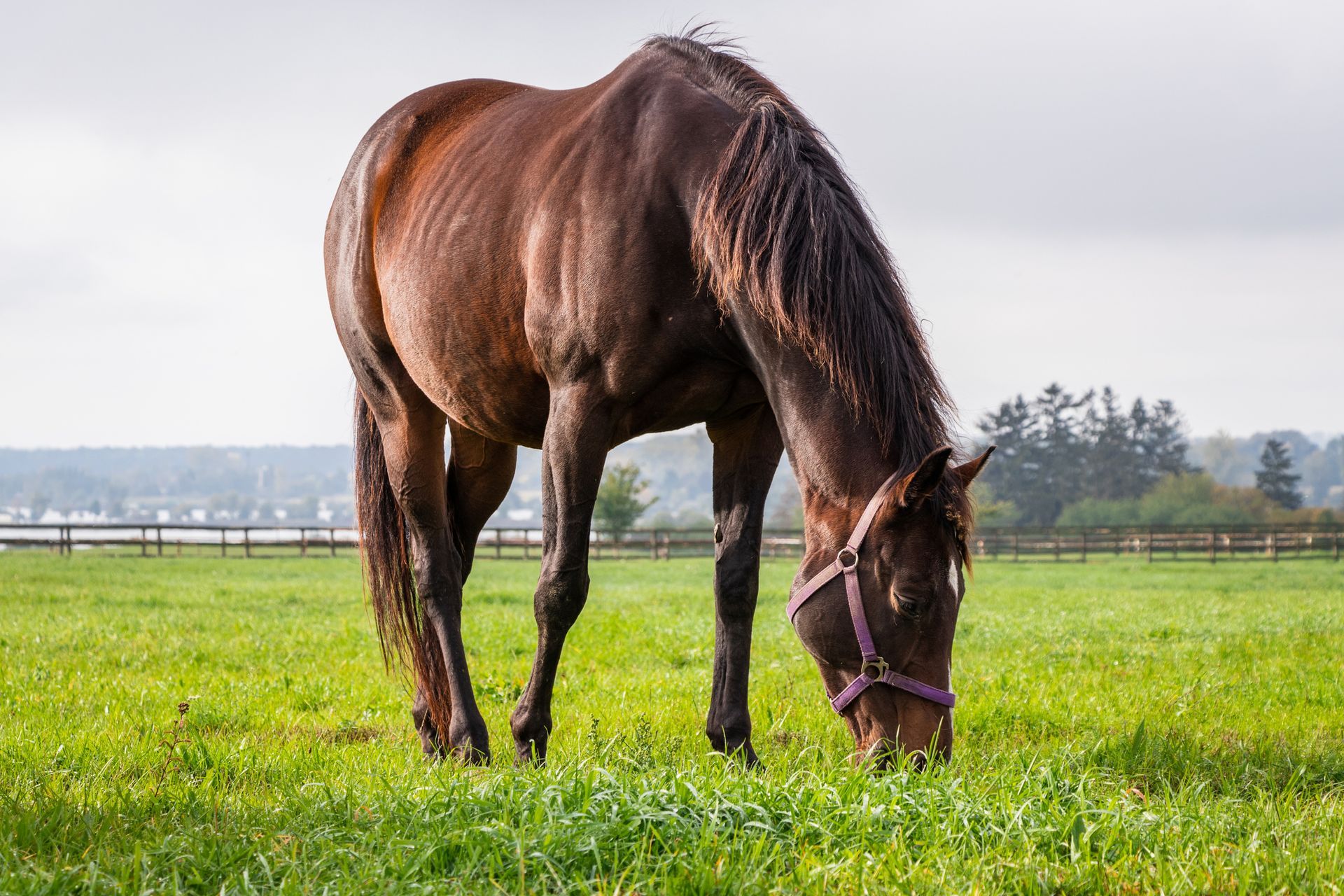 Brown horse grazing in a green field, wearing a purple halter, with trees and a fence in the background.