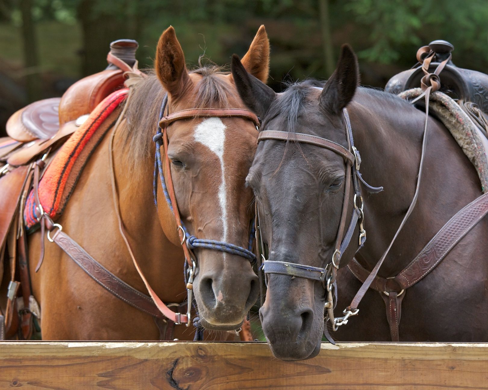 Two saddled horses, one brown with a white blaze, the other black, stand side-by-side near a wooden fence.