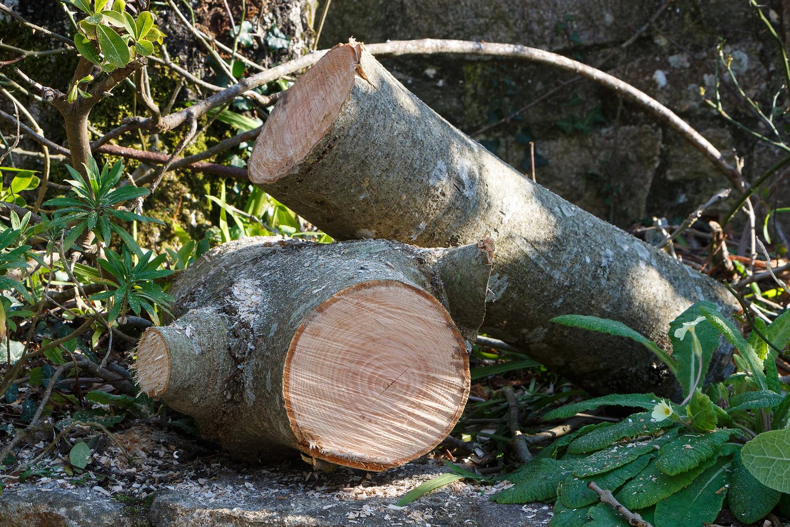 Sawed logs | Tree Removal Carrollton