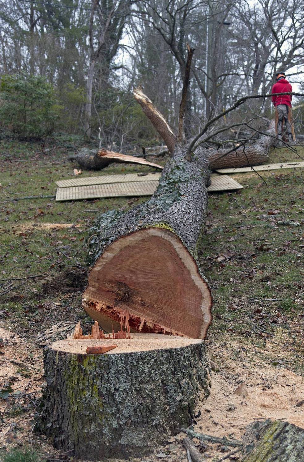 Tree removal in Dallas Ga | West Atlanta Tree Service