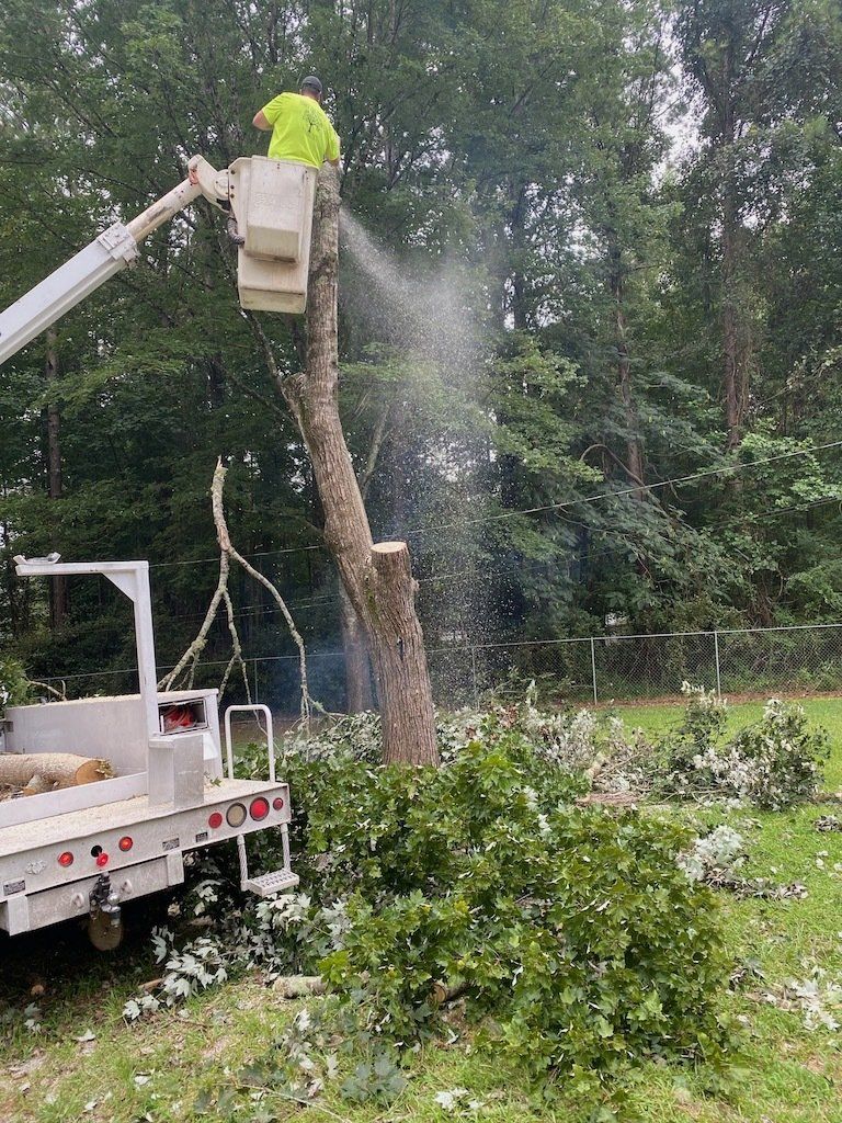 Removing a dead tree in Carrollton Ga