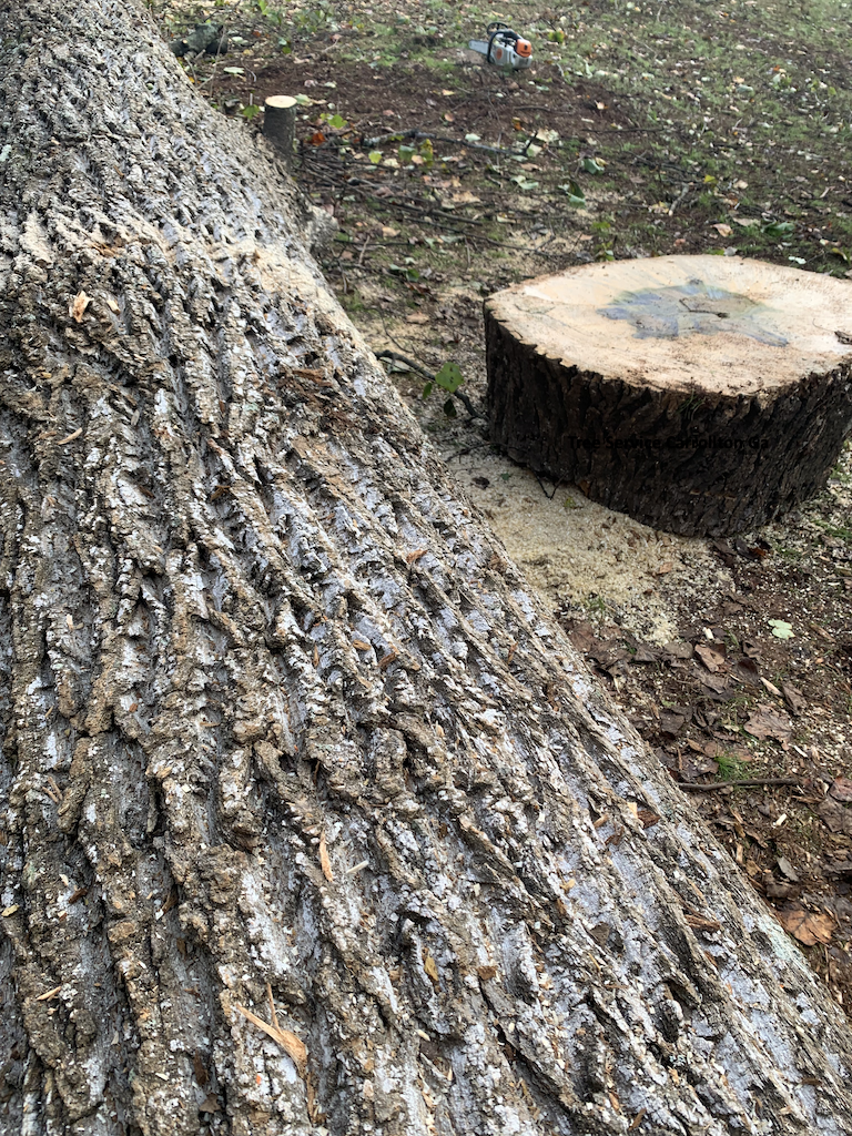 Tree Service_108 Taylors Ln Carrollton GA 30117
