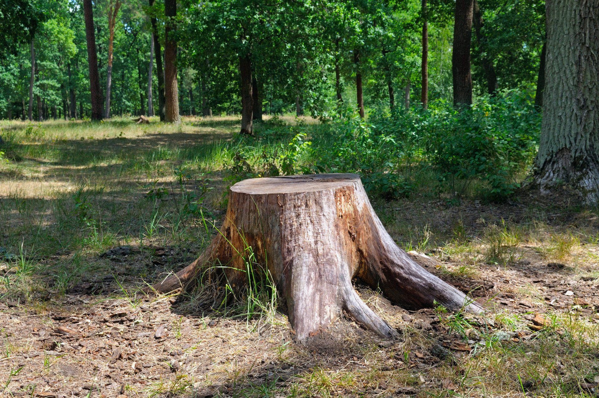 Stump Needing to be Removed | West Atlanta Tree Service