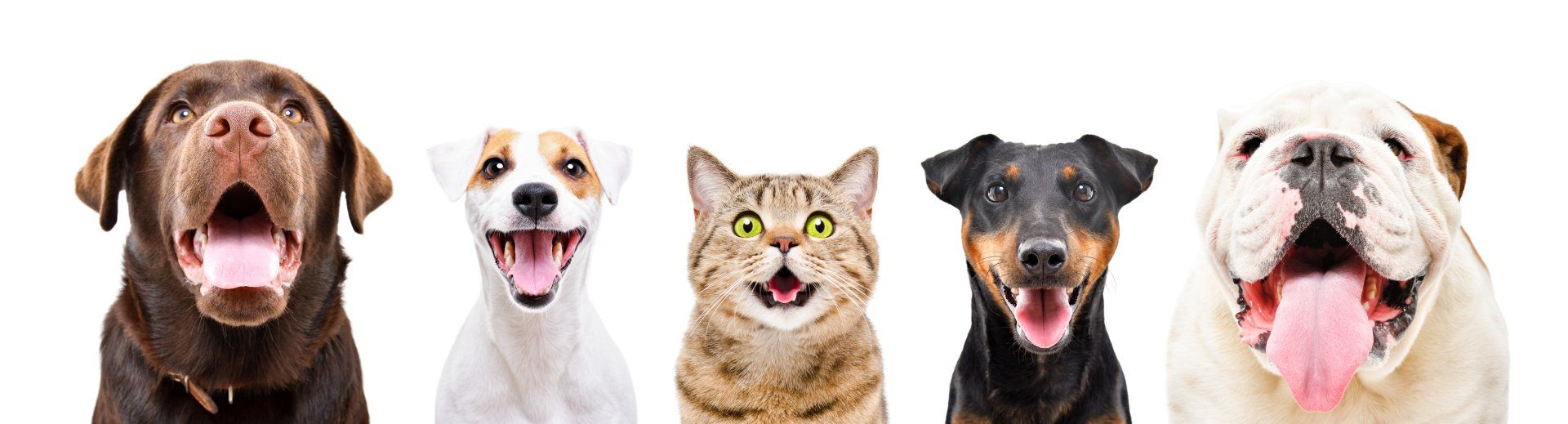 Dog And Cat Dental Care | Erie, PA | The Animal Clinic