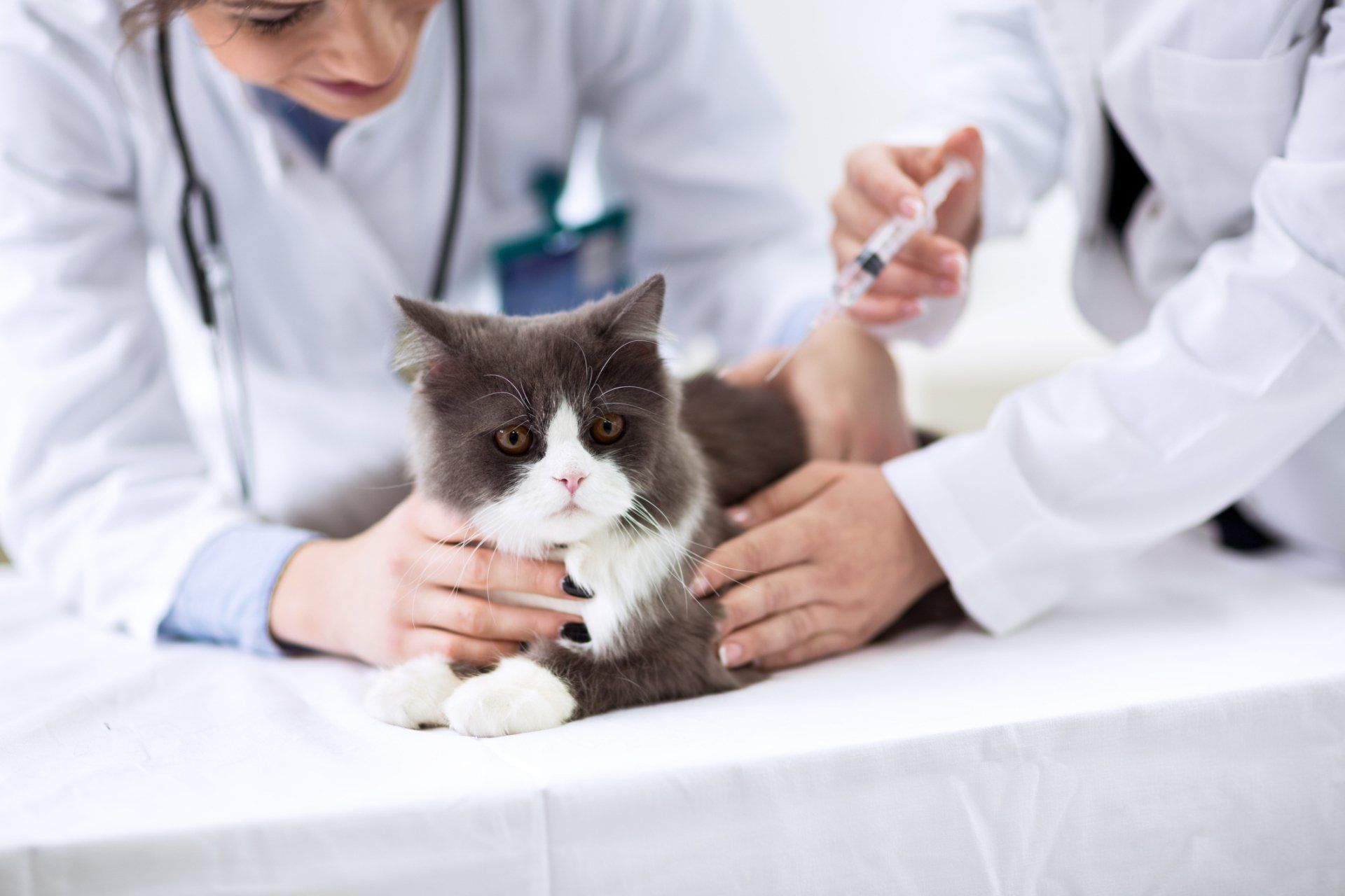 Вакцинация кошек Ветеринария