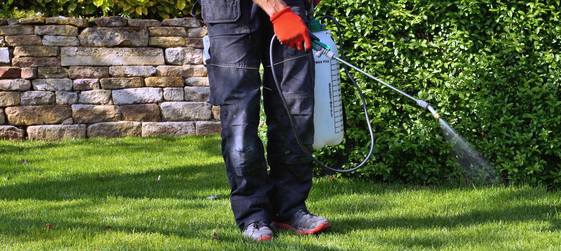 A worker wearing orange gloves uses a handheld pressure sprayer to treat a green hedge in a yard near a stone wall.