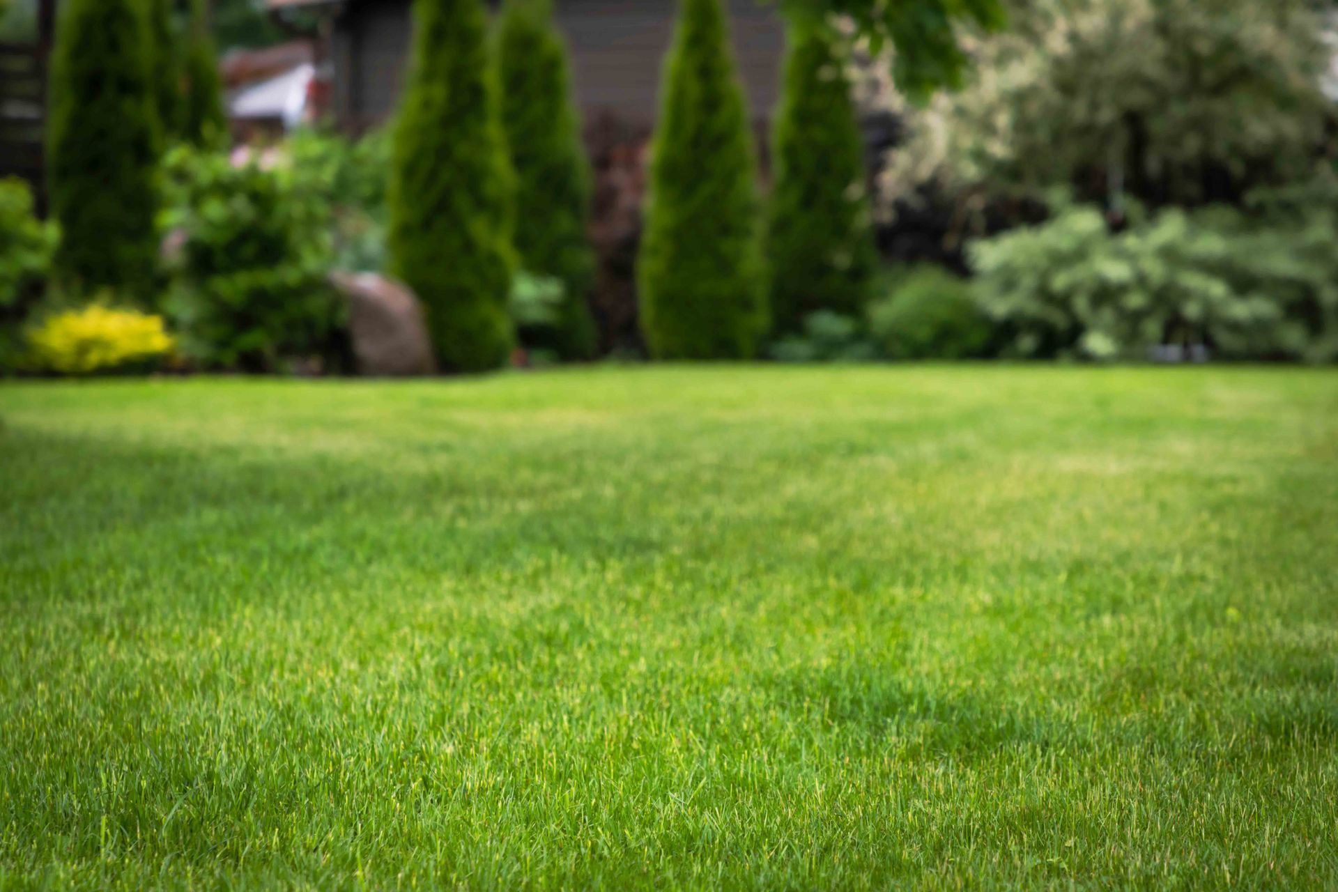 A lush, green lawn in a backyard garden with tall evergreen trees and bushes in the blurred background.