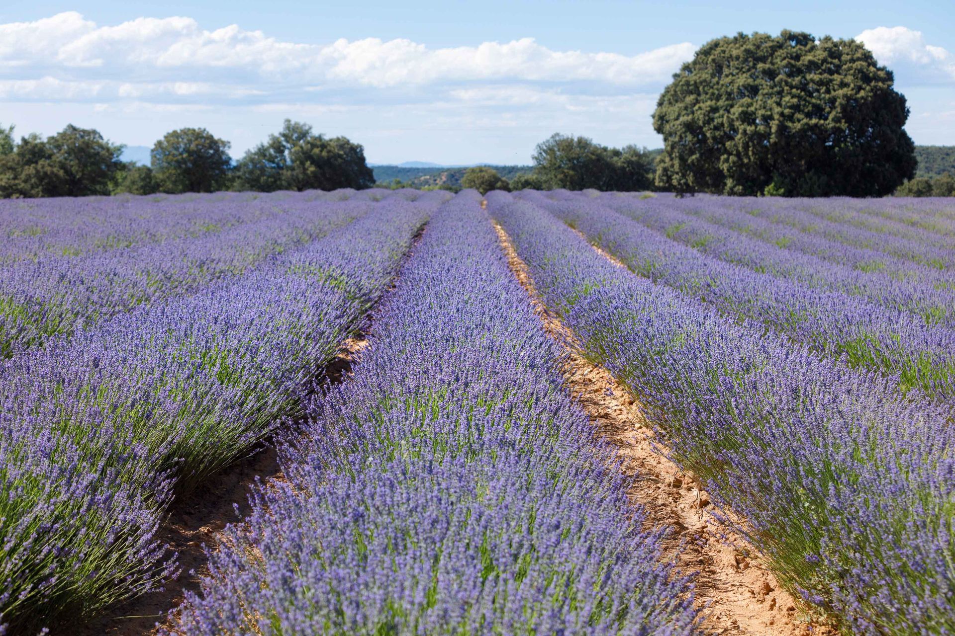 Campos de lavanda de Brihuega