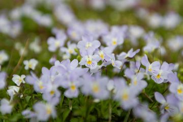 A bunch of small purple flowers with yellow centers are growing in the grass.